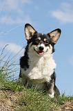 CORGI PEMBROKE 360